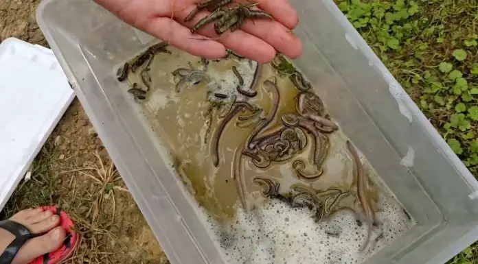 how-to-sift-out-worms