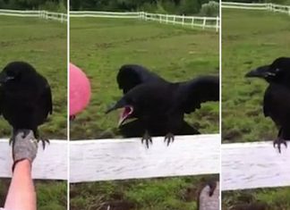 injured-raven-asks-for-help