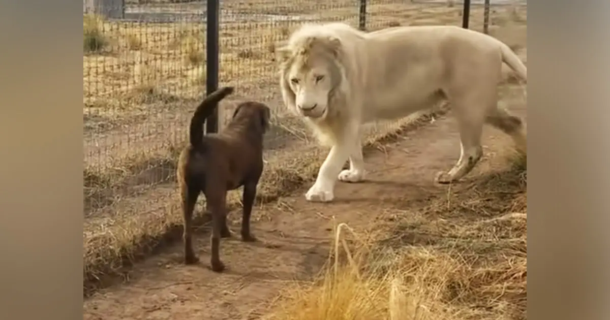 lion-and-dog-friendship