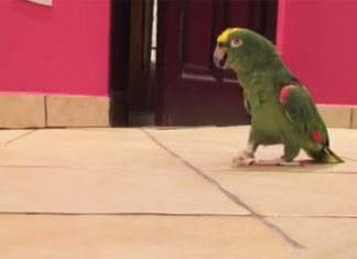 parrot-hilarious-laugh