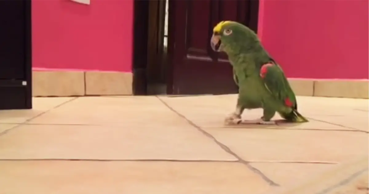 parrot-hilarious-laugh