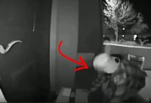 sneaky-pirate-caught-in-home