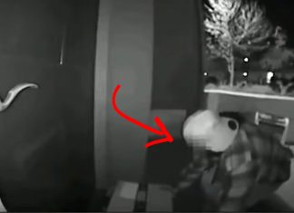 sneaky-pirate-caught-in-home