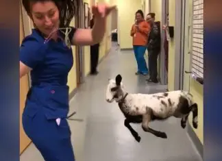 vaterinarian-dance-with-lamb