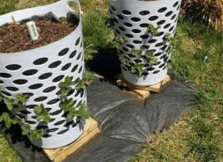 baskets-as-strawberry-planters