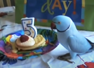 birthday-gift-to-a-bird