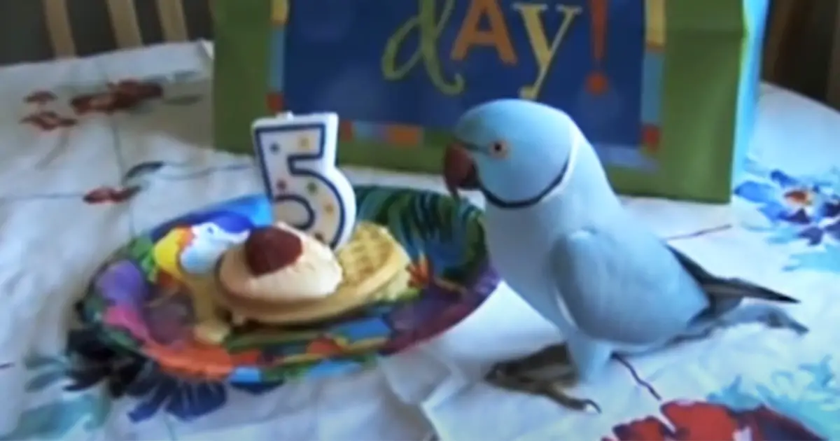 birthday-gift-to-a-bird