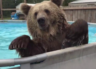 brown-bear-playing-in-pool
