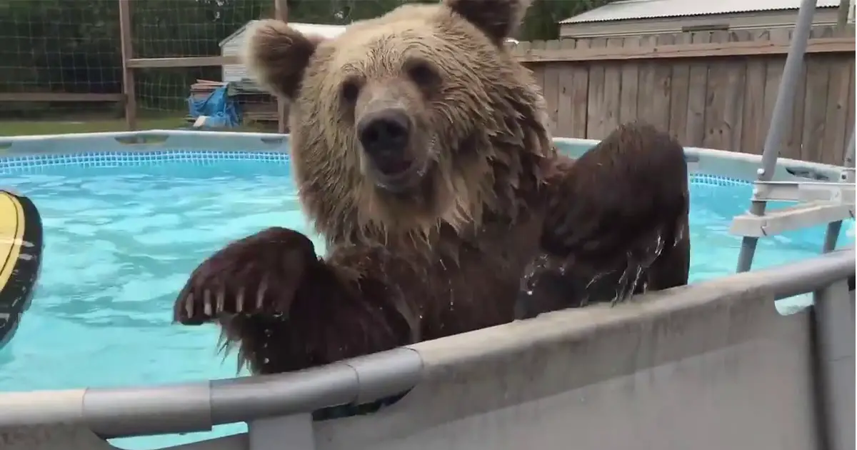 brown-bear-playing-in-pool