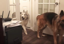 complaining-husky-in-house