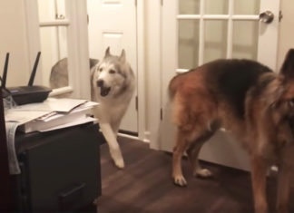 complaining-husky-in-house