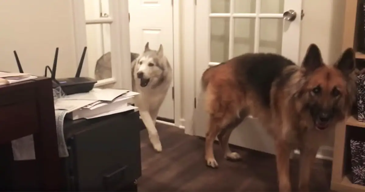 complaining-husky-in-house