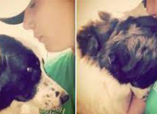 dog-clings-to-rescuer