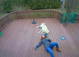 dog-funny-confusion