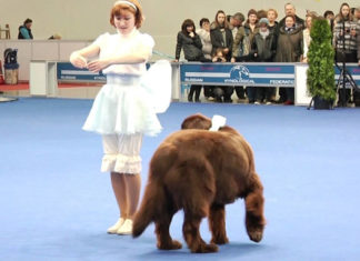 dog-show-in-russia