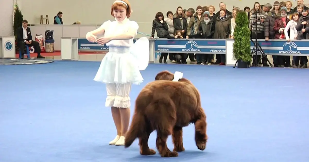 dog-show-in-russia