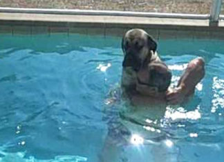 dog-swimming-reaction