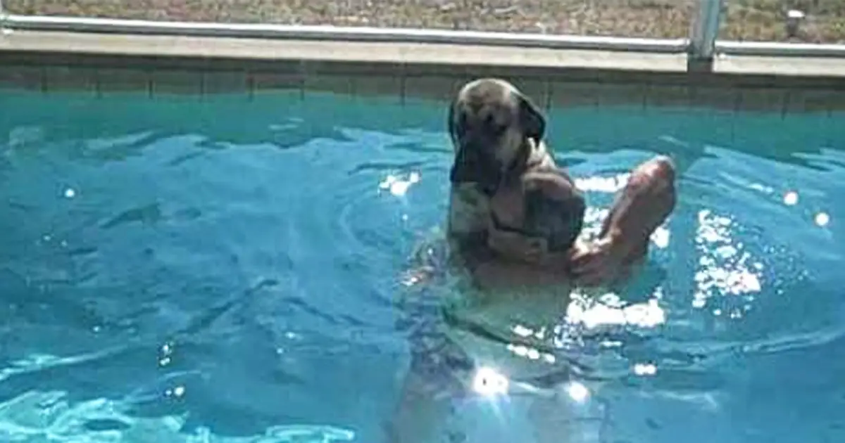 dog-swimming-reaction