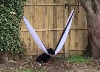 dog-tries-to-escape-hammock