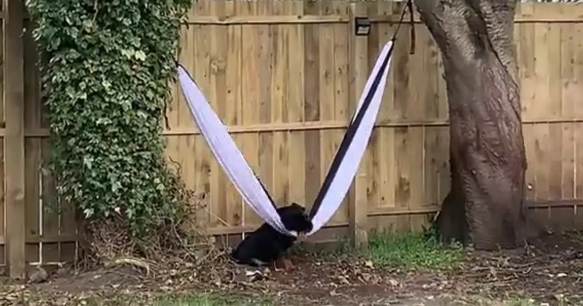 dog-tries-to-escape-hammock