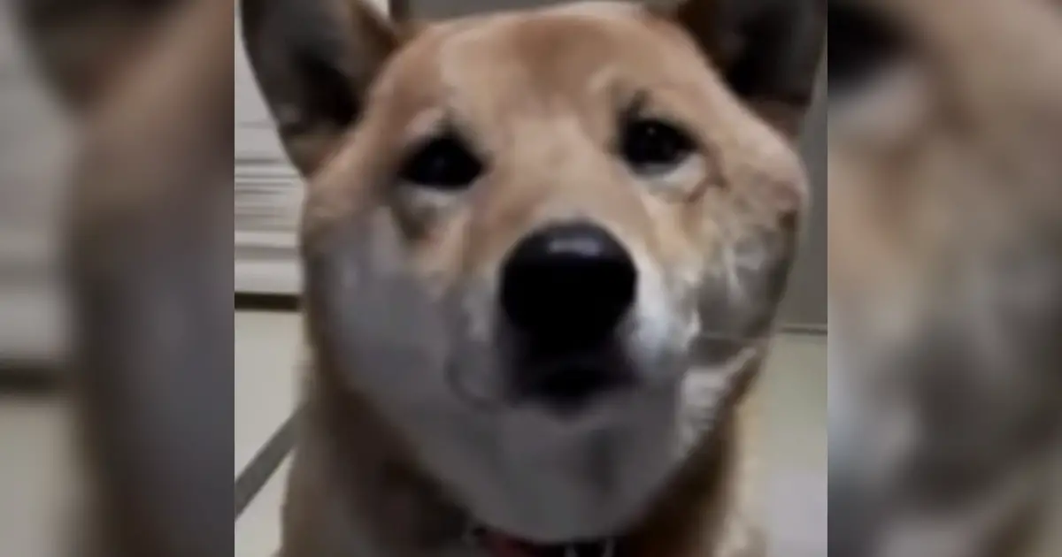 doge-bark