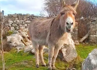 donkey-singing-shocking