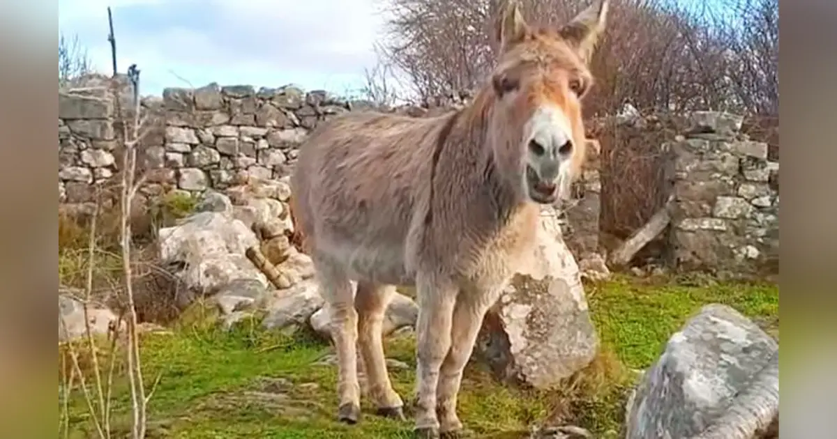 donkey-singing-shocking