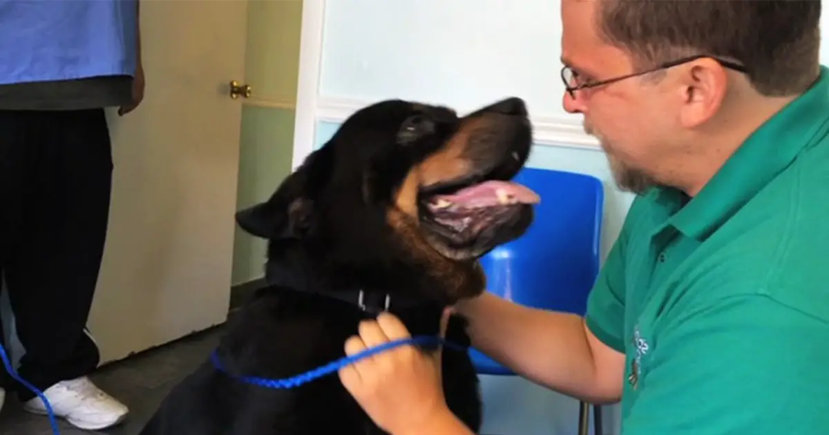 emotional-reunion-with-dog