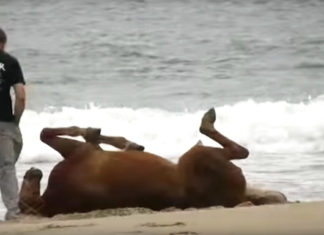 horse-in-the-beach-filmed