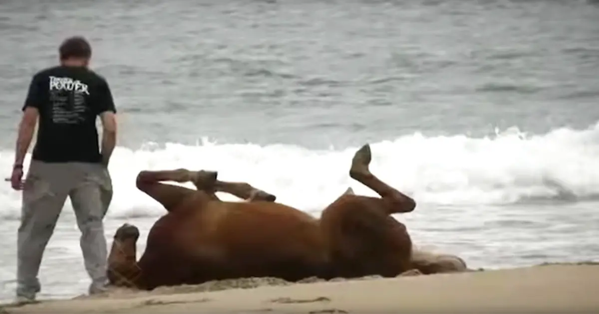 horse-in-the-beach-filmed