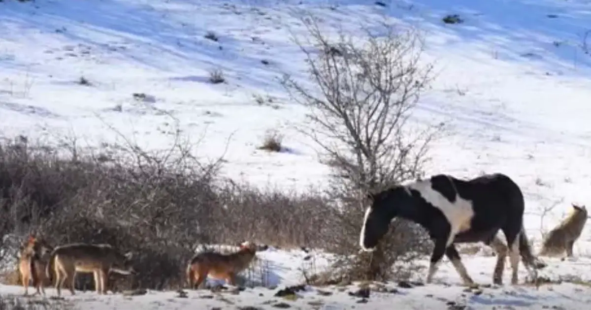 Horse Encircled By Wolves Has Reaction That Puzzles The Predators