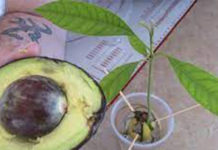 how-to-grow-an-avocado-tree