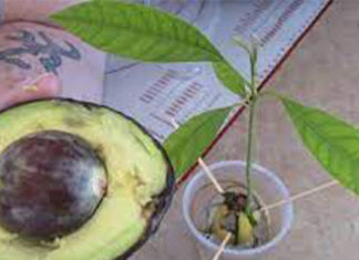 how-to-grow-an-avocado-tree
