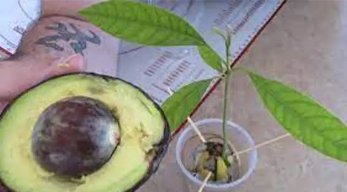 how-to-grow-an-avocado-tree
