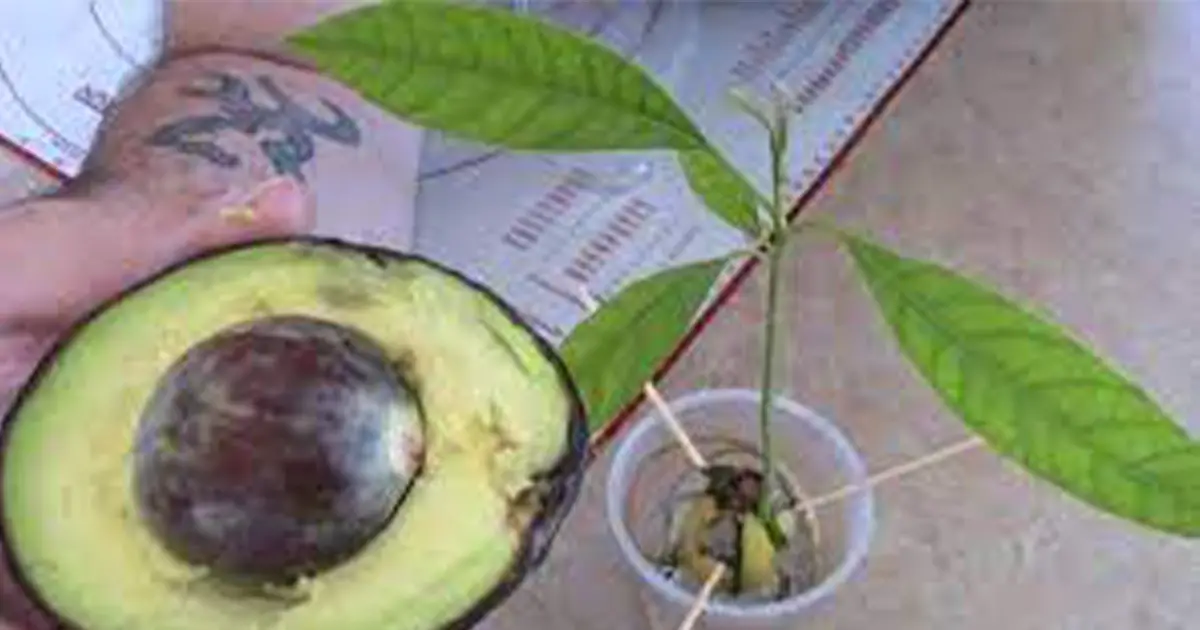 how-to-grow-an-avocado-tree