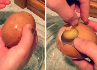 inside-a-chicken-egg