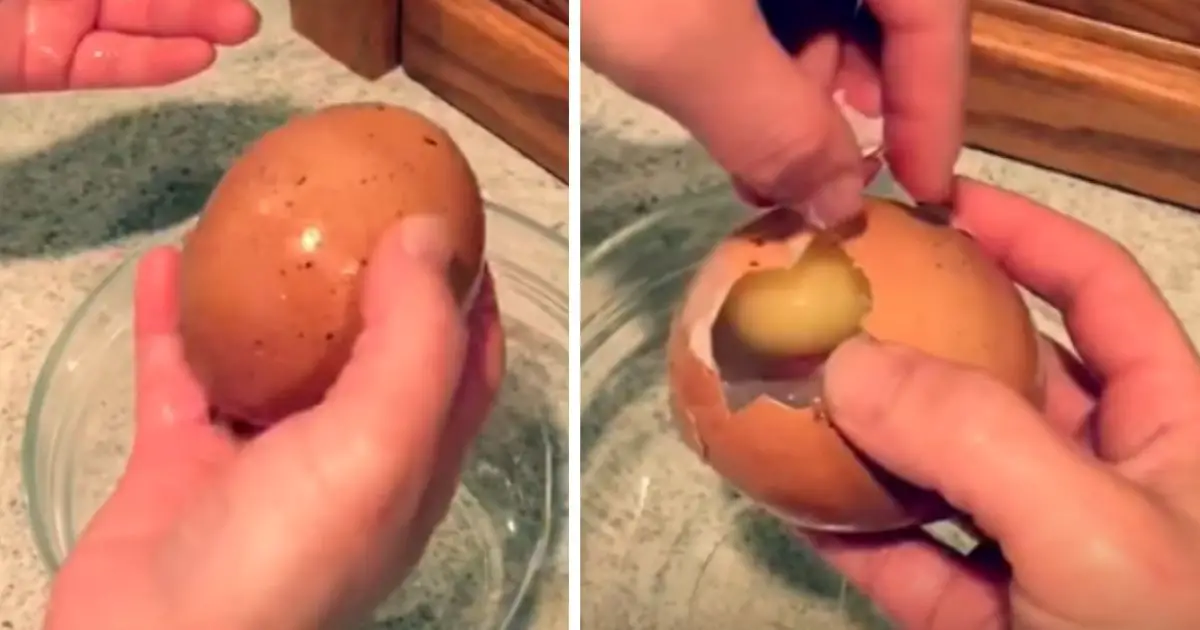 inside-a-chicken-egg