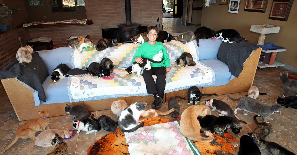 lady-who-lives-with-1000-cats