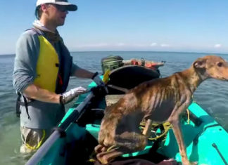 saving-starving-dog-on-island