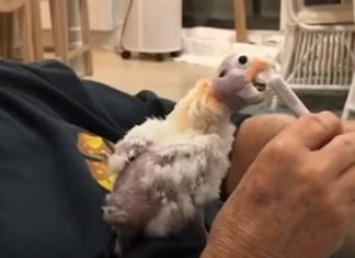 traumatized-cockatoo-befriends-man