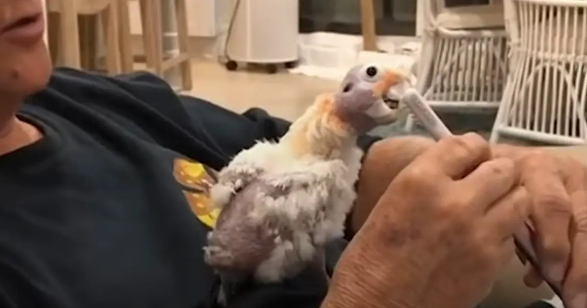 traumatized-cockatoo-befriends-man