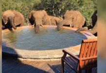 wild-elephants-drinking