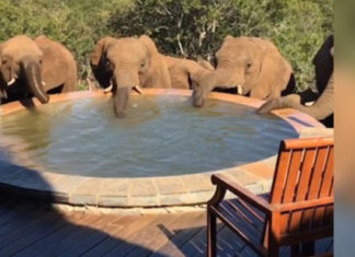wild-elephants-drinking