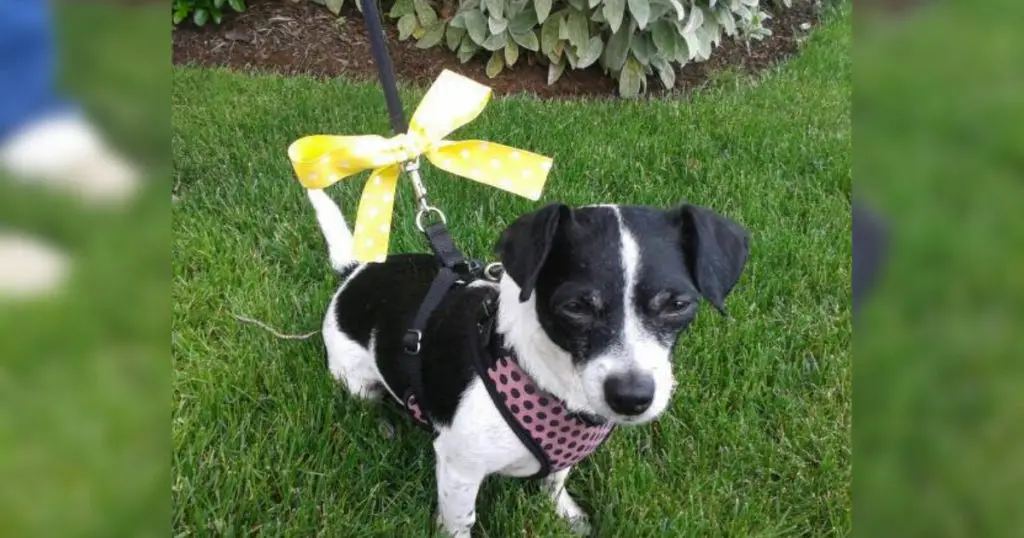 yellow-ribbon-in-dog-collar