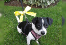 yellow-ribbon-in-dog-collar