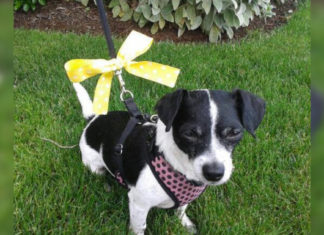 yellow-ribbon-in-dog-collar