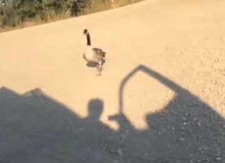 Duck human friendship