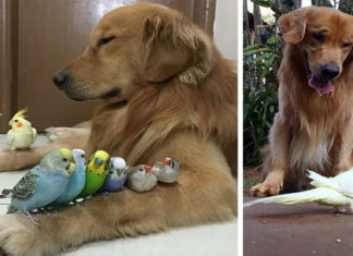 Golden Retrievers, Hamster, And Birds friendship