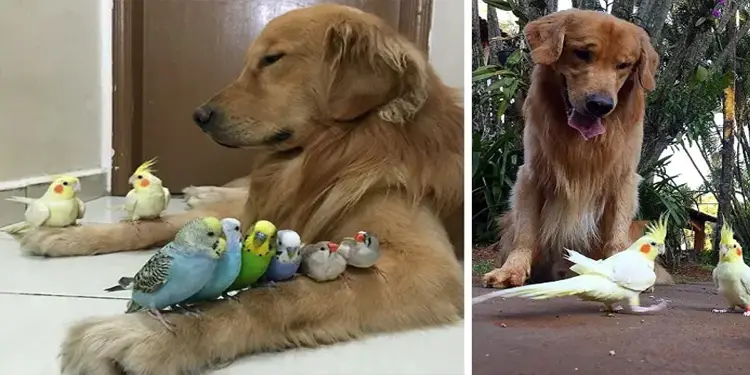 Golden Retrievers, Hamster, And Birds friendship