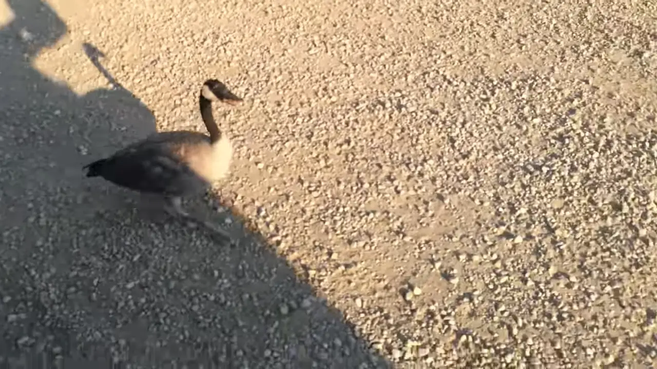 Lead a Goose to Water